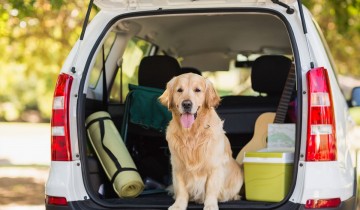 Como levar seu Pet no carro? 
